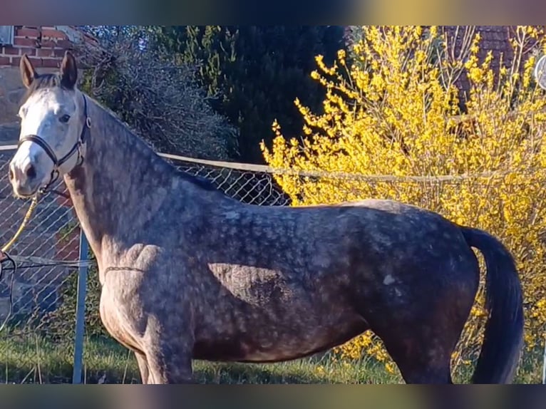 Deutsches Sportpferd Stute 5 Jahre 160 cm Schimmel in Ringelsdorf