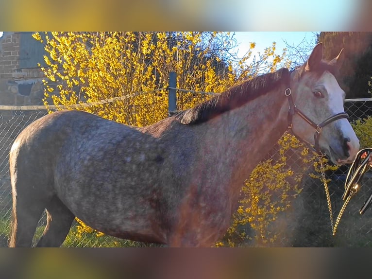 Deutsches Sportpferd Stute 5 Jahre 160 cm Schimmel in Ringelsdorf