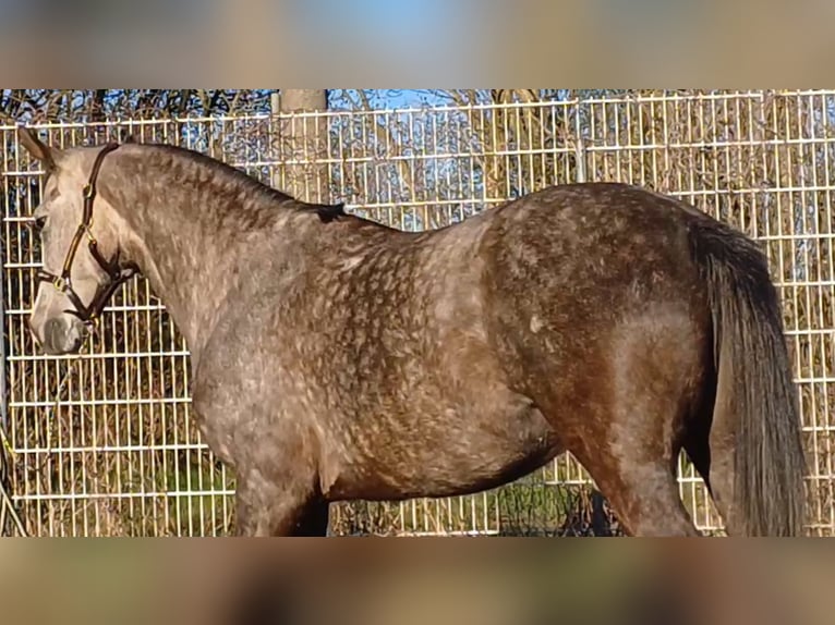 Deutsches Sportpferd Stute 5 Jahre 160 cm Schimmel in Ringelsdorf