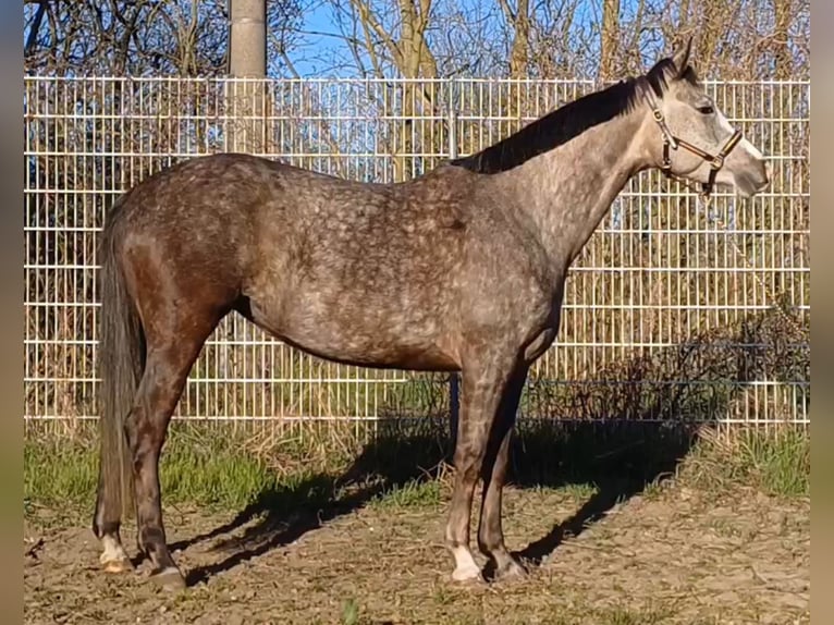 Deutsches Sportpferd Stute 5 Jahre 160 cm Schimmel in Ringelsdorf