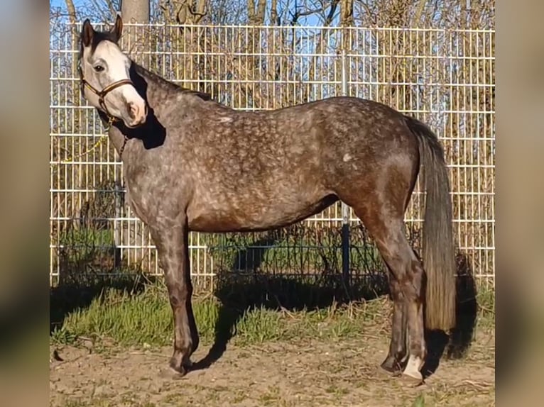 Deutsches Sportpferd Stute 5 Jahre 160 cm Schimmel in Ringelsdorf