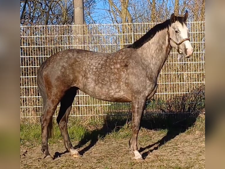 Deutsches Sportpferd Stute 5 Jahre 160 cm Schimmel in Ringelsdorf
