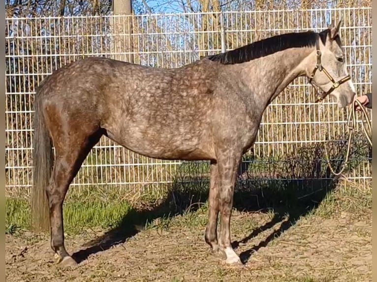 Deutsches Sportpferd Stute 5 Jahre 160 cm Schimmel in Ringelsdorf