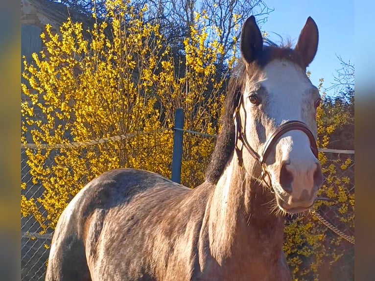 Deutsches Sportpferd Stute 5 Jahre 160 cm Schimmel in Ringelsdorf