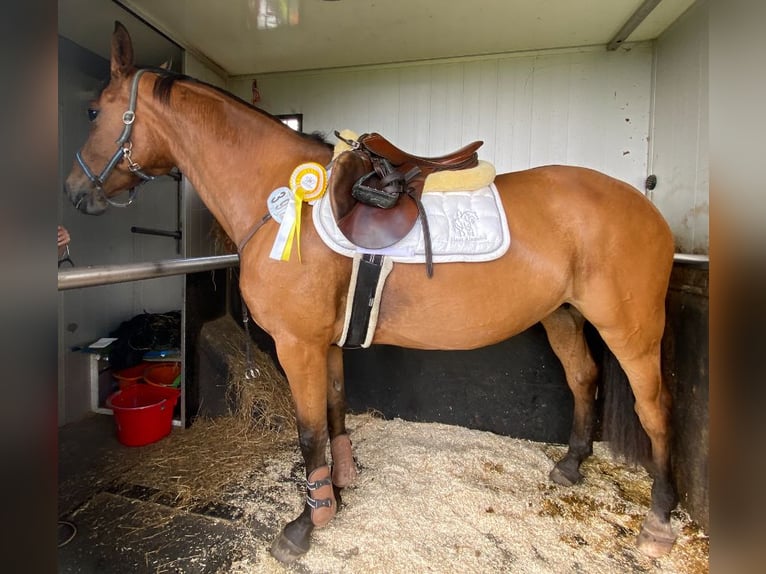 Deutsches Sportpferd Stute 5 Jahre 161 cm Brauner in Kellinghusen