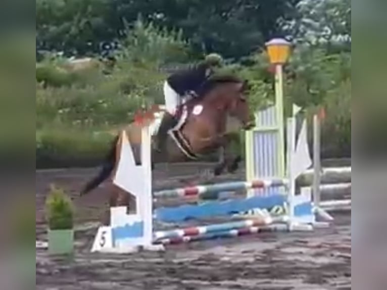 Deutsches Sportpferd Stute 5 Jahre 161 cm Brauner in Kellinghusen