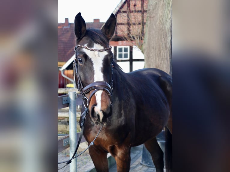 Deutsches Sportpferd Stute 5 Jahre 162 cm Brauner in Osnabrück