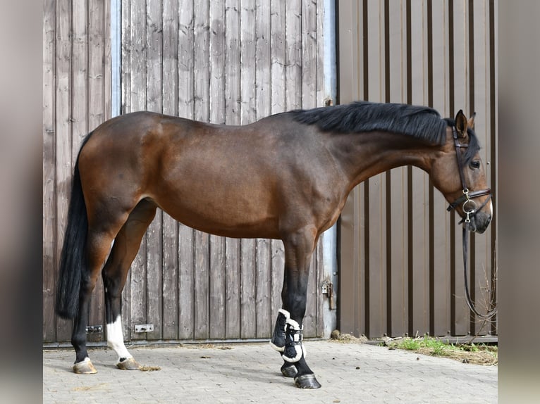 Deutsches Sportpferd Stute 5 Jahre 162 cm Brauner in Geilenkirchen