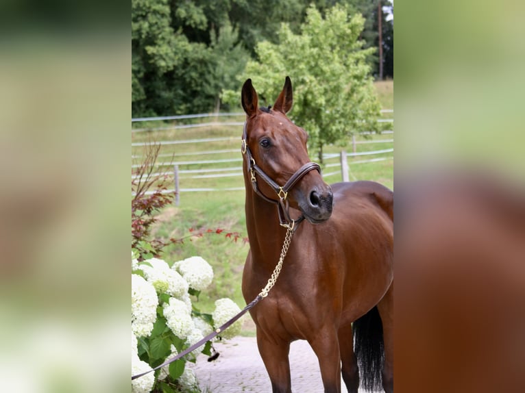 Deutsches Sportpferd Stute 5 Jahre 162 cm Brauner in Erharting