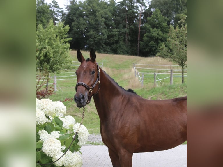 Deutsches Sportpferd Stute 5 Jahre 162 cm Brauner in Erharting