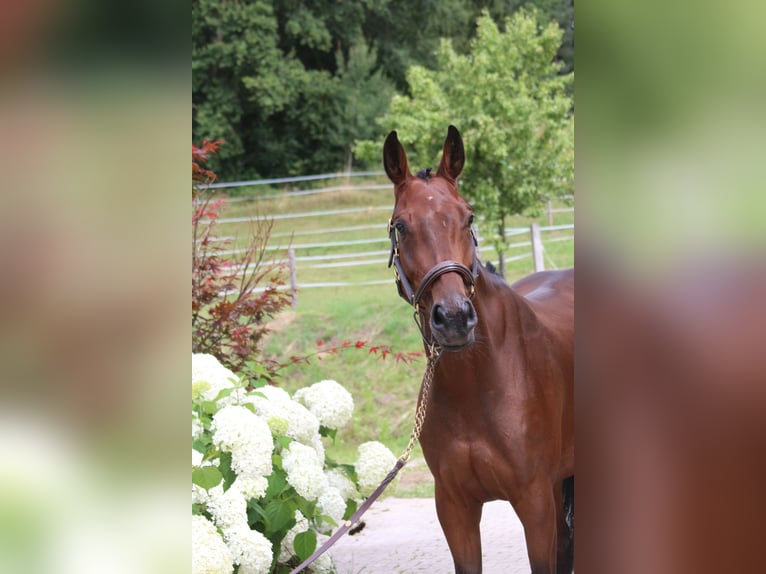 Deutsches Sportpferd Stute 5 Jahre 162 cm Brauner in Erharting