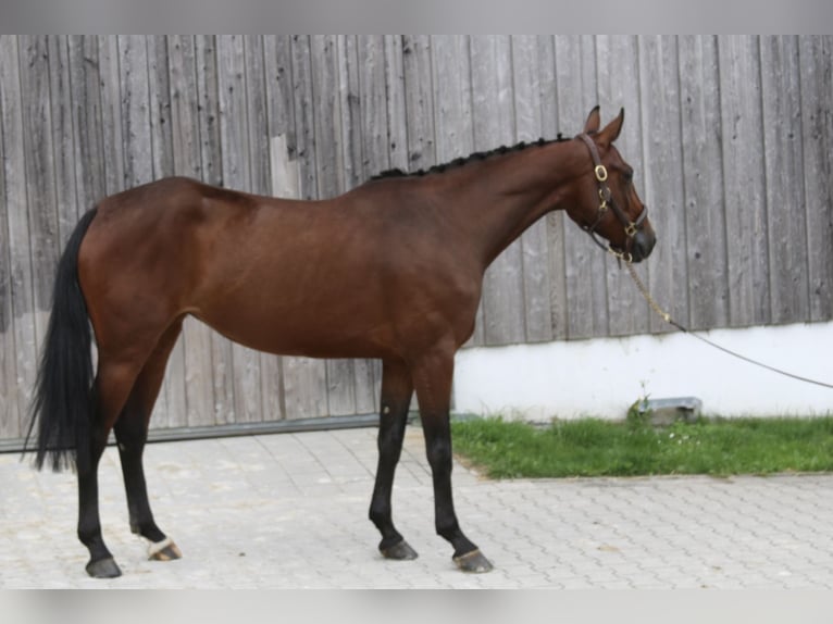 Deutsches Sportpferd Stute 5 Jahre 162 cm Brauner in Erharting