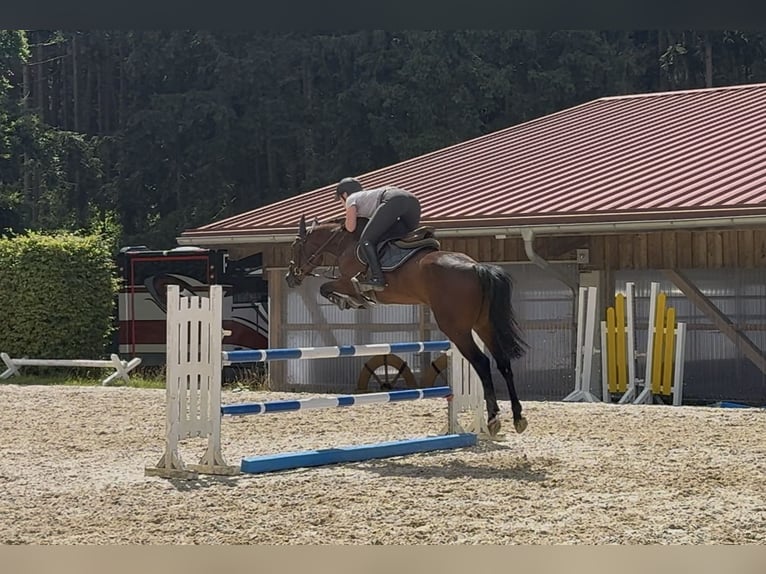 Deutsches Sportpferd Stute 5 Jahre 162 cm Brauner in Erharting