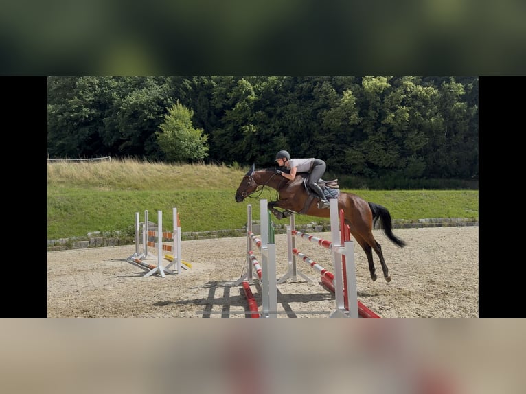 Deutsches Sportpferd Stute 5 Jahre 162 cm Brauner in Erharting