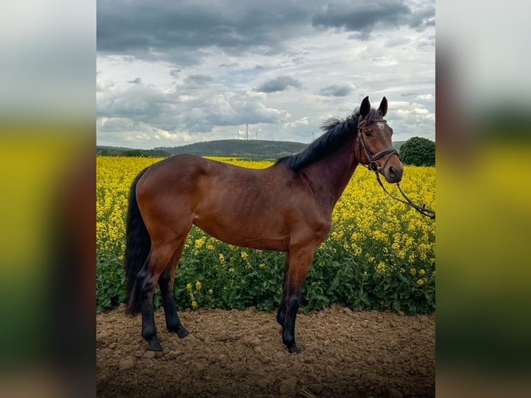Deutsches Sportpferd Stute 5 Jahre 162 cm Brauner in Wohratal