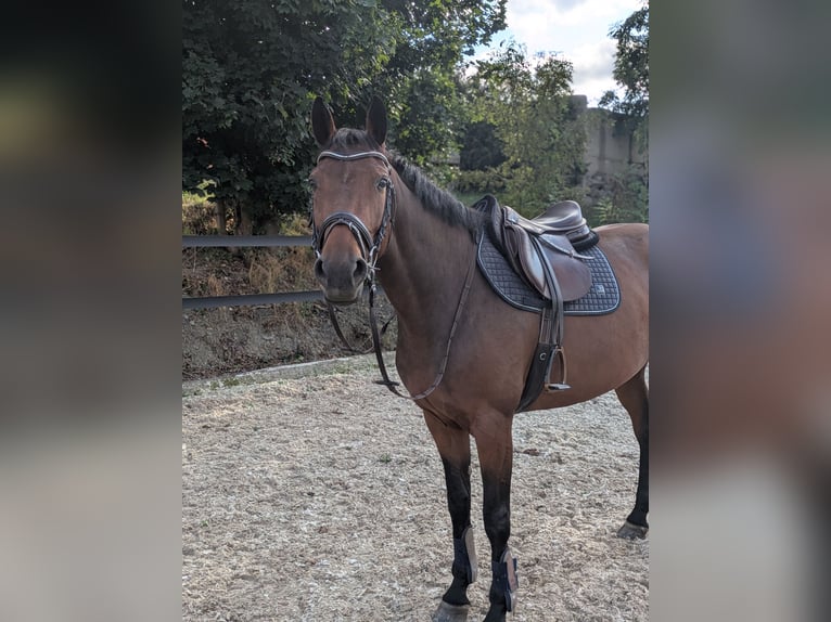 Deutsches Sportpferd Stute 5 Jahre 162 cm Brauner in Weischlitz