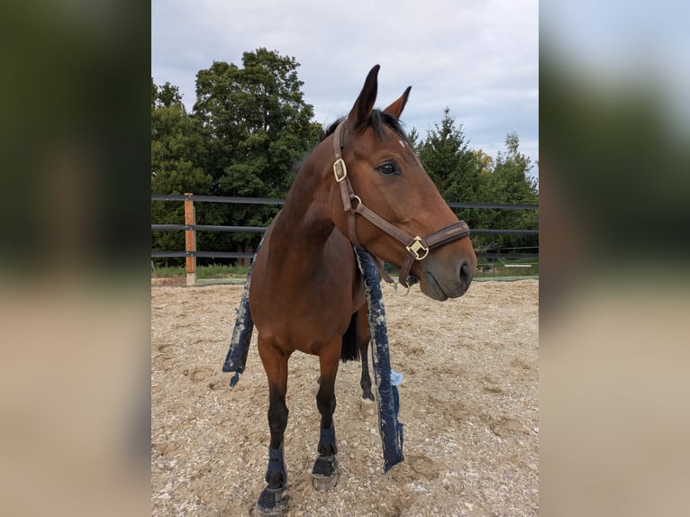 Deutsches Sportpferd Stute 5 Jahre 162 cm Brauner in Weischlitz