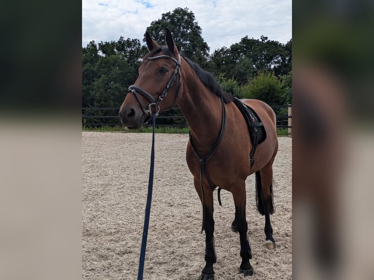 Deutsches Sportpferd Stute 5 Jahre 162 cm Brauner in Weischlitz