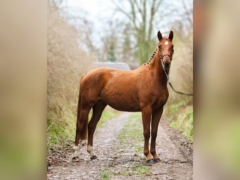 Deutsches Sportpferd Stute 5 Jahre 162 cm Fuchs in Bartow