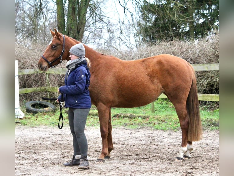 Deutsches Sportpferd Stute 5 Jahre 162 cm Fuchs in Bartow