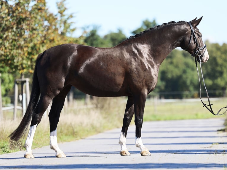 Deutsches Sportpferd Stute 5 Jahre 162 cm Rappe in Loewenberger Land, 30 min von Berlin
