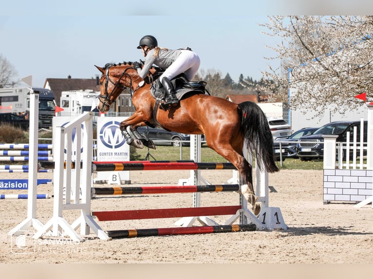 Deutsches Sportpferd Stute 5 Jahre 163 cm Brauner in Ravensburg