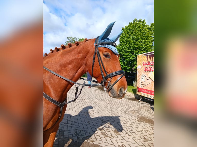 Deutsches Sportpferd Stute 5 Jahre 163 cm Fuchs in Kitzscher