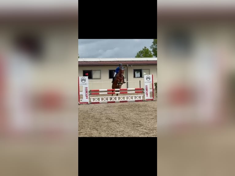 Deutsches Sportpferd Stute 5 Jahre 163 cm Fuchs in Kitzscher