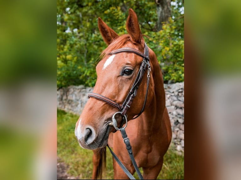 Deutsches Sportpferd Stute 5 Jahre 163 cm Fuchs in Kitzscher