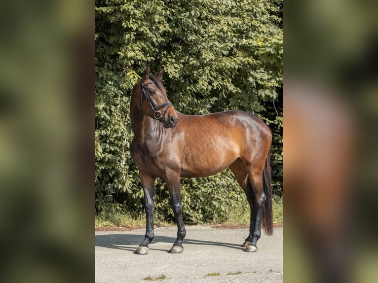 Deutsches Sportpferd Stute 5 Jahre 164 cm Dunkelbrauner in Herzogswalde
