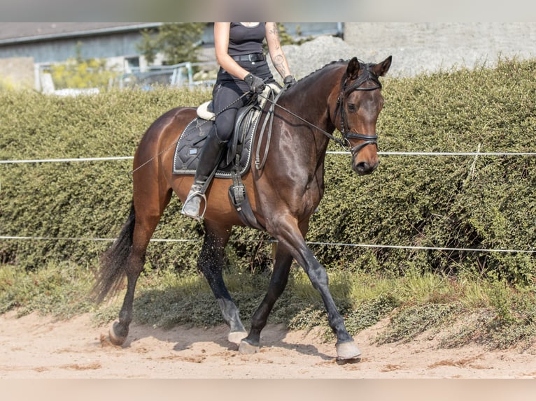 Deutsches Sportpferd Stute 5 Jahre 164 cm Dunkelbrauner in Herzogswalde