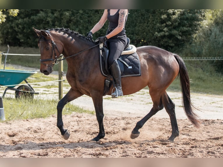 Deutsches Sportpferd Stute 5 Jahre 164 cm Dunkelbrauner in Herzogswalde