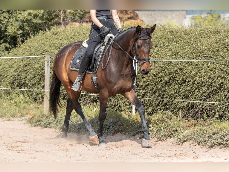 Deutsches Sportpferd Stute 5 Jahre 164 cm Dunkelbrauner in Herzogswalde