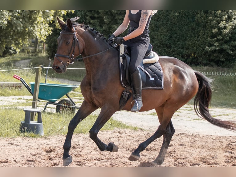 Deutsches Sportpferd Stute 5 Jahre 164 cm Dunkelbrauner in Herzogswalde