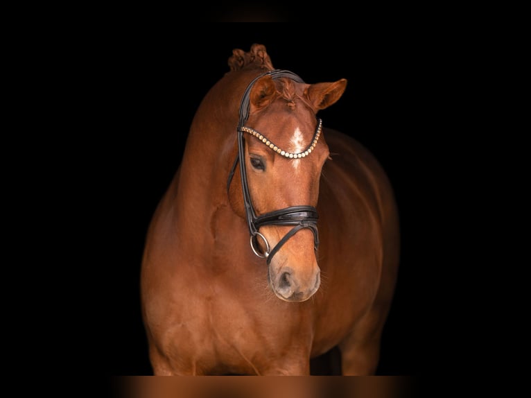 Deutsches Sportpferd Stute 5 Jahre 164 cm Dunkelfuchs in Wehringen