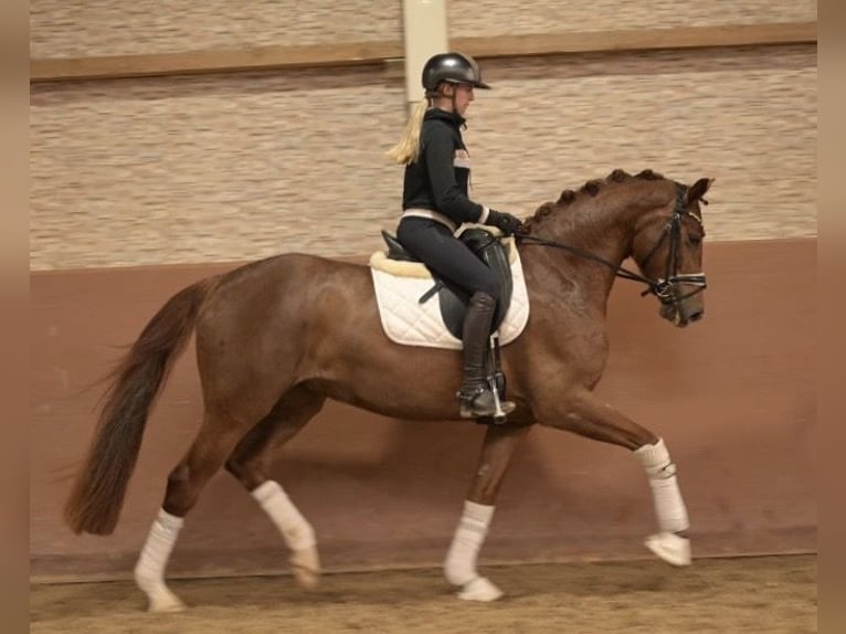 Deutsches Sportpferd Stute 5 Jahre 164 cm Dunkelfuchs in Wehringen