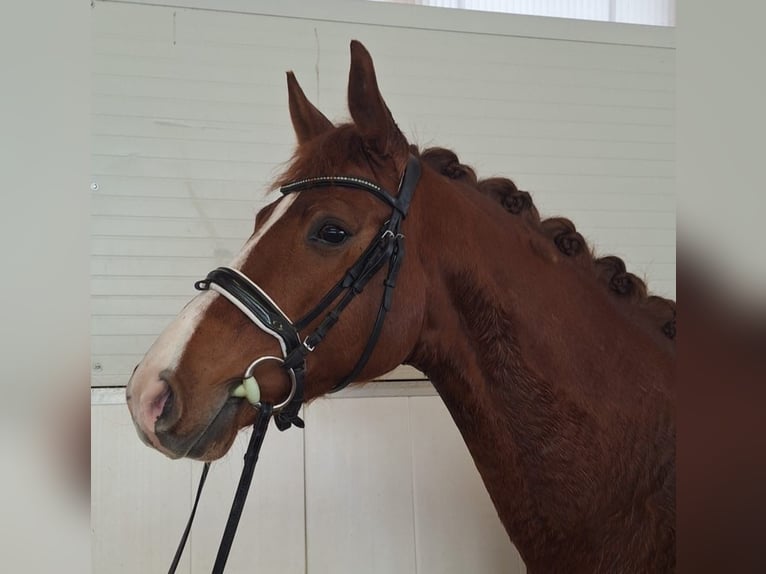 Deutsches Sportpferd Stute 5 Jahre 164 cm Fuchs in Bad Wörishofen