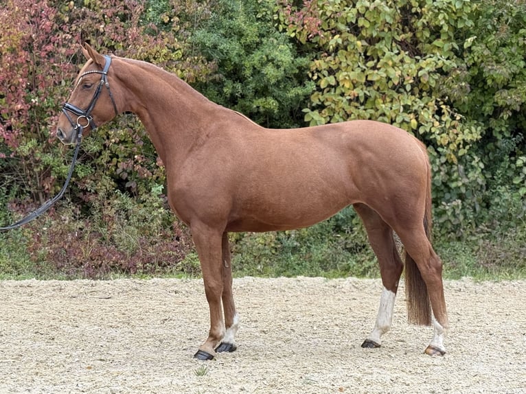 Deutsches Sportpferd Stute 5 Jahre 164 cm Fuchs in Unterthingau