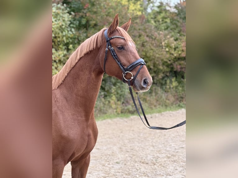 Deutsches Sportpferd Stute 5 Jahre 164 cm Fuchs in Unterthingau