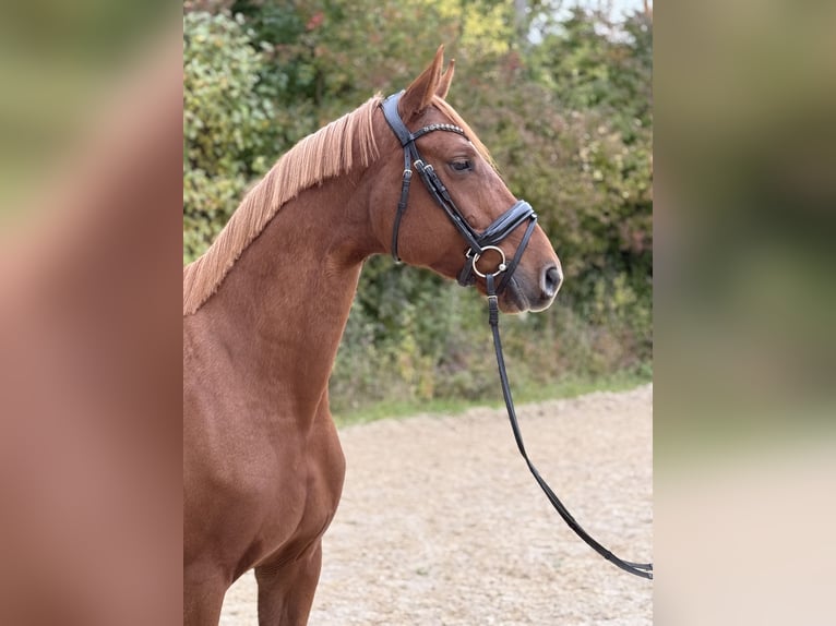 Deutsches Sportpferd Stute 5 Jahre 164 cm Fuchs in Unterthingau