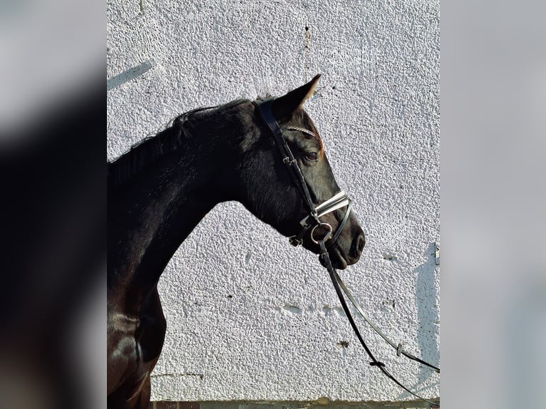 Deutsches Sportpferd Stute 5 Jahre 164 cm Rappe in Dallgow-Döberitz