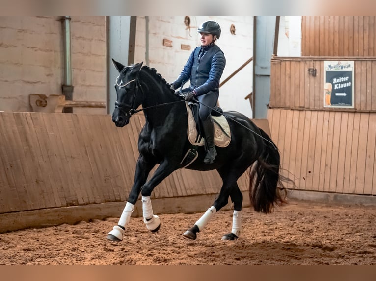 Deutsches Sportpferd Stute 5 Jahre 164 cm Rappe in Bayreuth