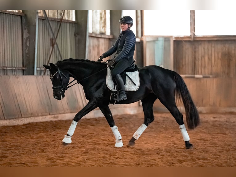 Deutsches Sportpferd Stute 5 Jahre 164 cm Rappe in Bayreuth