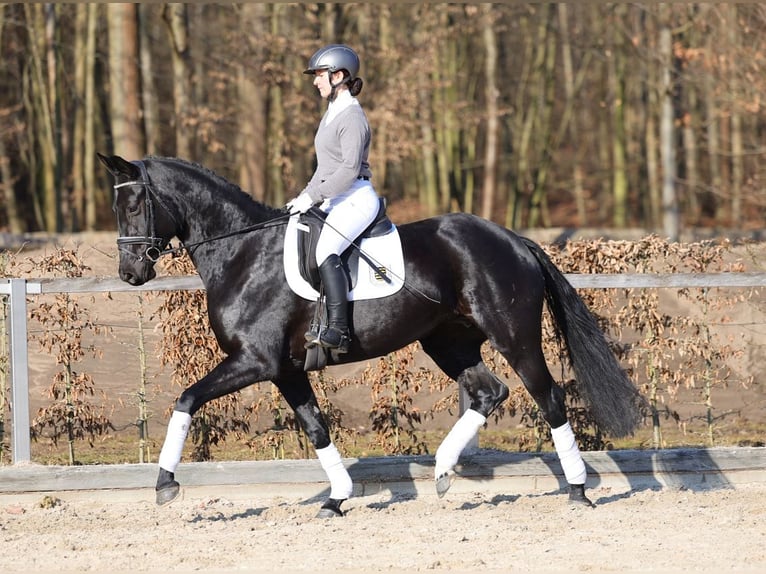 Deutsches Sportpferd Stute 5 Jahre 164 cm Rappe in Moritzburg