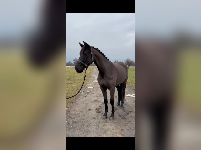 Deutsches Sportpferd Stute 5 Jahre 164 cm Schwarzbrauner in Rankweil