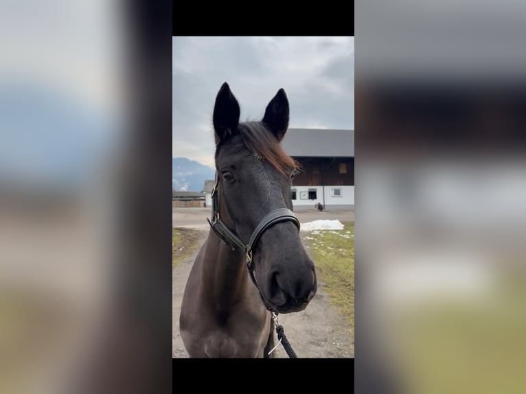 Deutsches Sportpferd Stute 5 Jahre 164 cm Schwarzbrauner in Rankweil