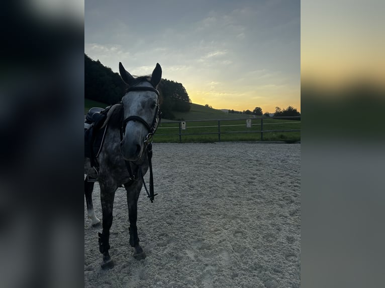 Deutsches Sportpferd Stute 5 Jahre 165 cm Apfelschimmel in Innerschwand am Mondsee