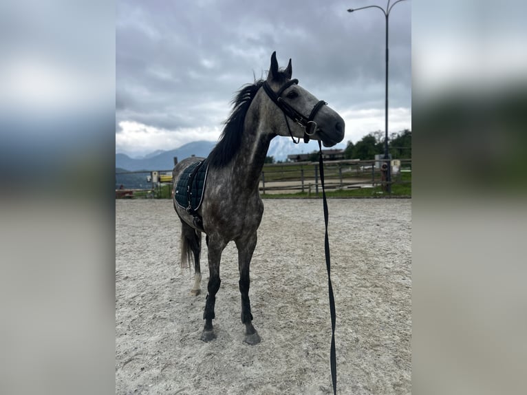 Deutsches Sportpferd Stute 5 Jahre 165 cm Apfelschimmel in Innerschwand am Mondsee