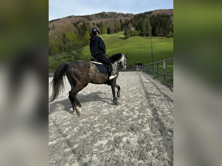 Deutsches Sportpferd Stute 5 Jahre 165 cm Apfelschimmel in Innerschwand am Mondsee