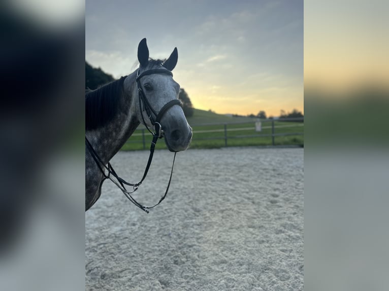 Deutsches Sportpferd Stute 5 Jahre 165 cm Apfelschimmel in Innerschwand am Mondsee